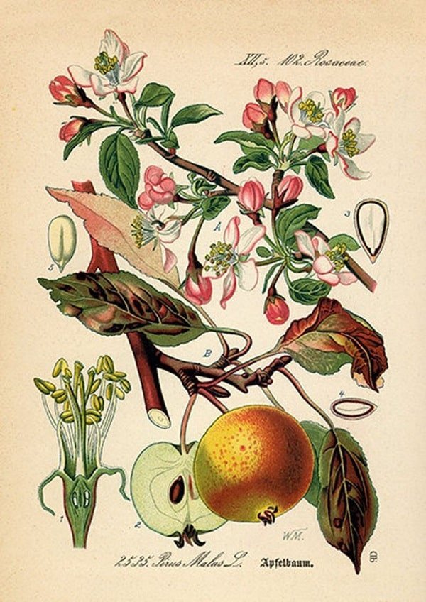 Красивая ботаника. Malus Ботаническая иллюстрация. Malus Ботанический рисунок. Ботаническая зарисовка яблони.
