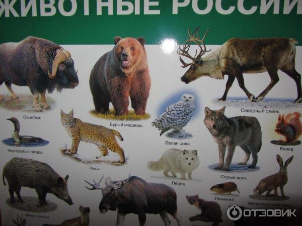 Животные Арктики и Антарктиды