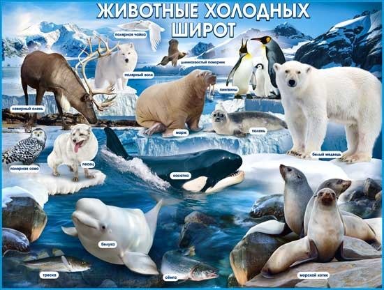Животные севера для дошкольников