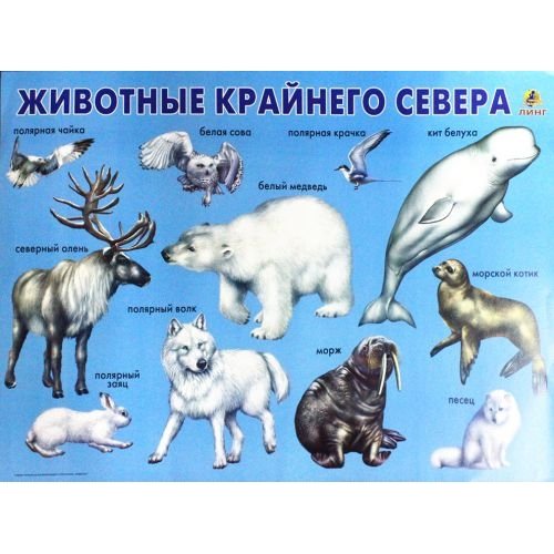 Животные северных широт для детей