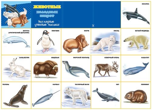 Северные животные для детей