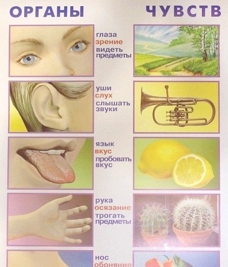 Гигиена органов чувств