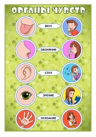 Органы чувств человека плакат