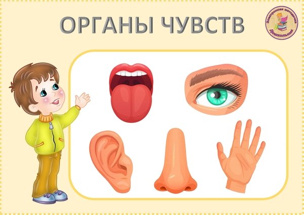 Органы чувств карточки