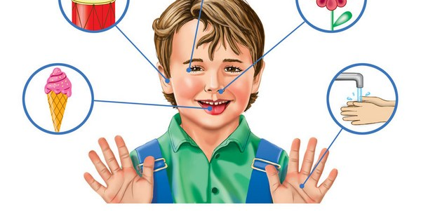 Органы чувств для детей