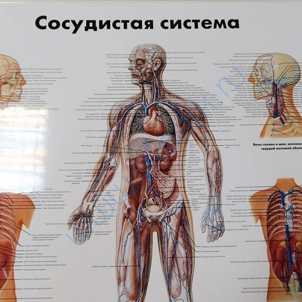 Плакат кровеносная система человека