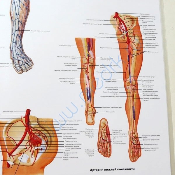 Сосудистая система плакат
