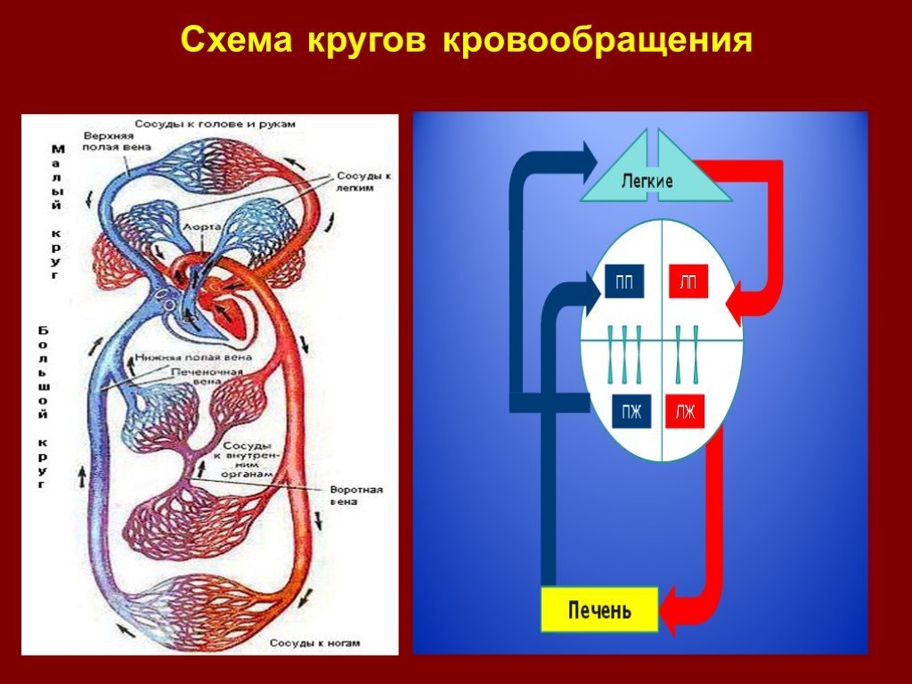 Принципы кровообращения. Большой и малый круг кровообращения схема. Схема малого круга кровообращения у человека. Малый круг кровообращения человека 8 класс. Малый и большой круг кровообращения человека схема анатомия.