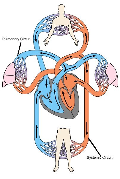 Малый круг кровообращения без подписей