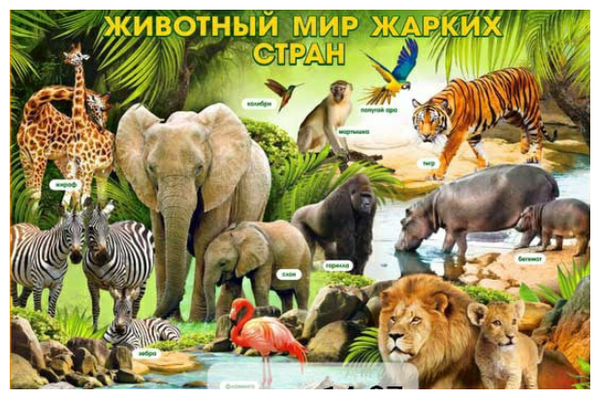 Животные южных стран для детей