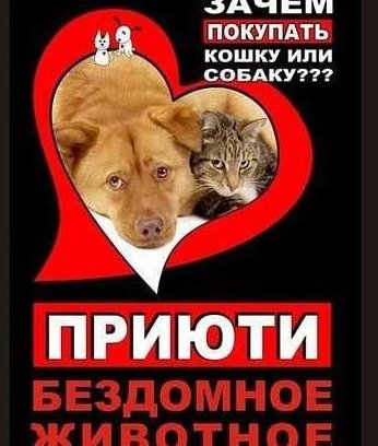 Листовки про бездомных животных