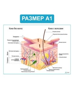 Схема строения производных кожи