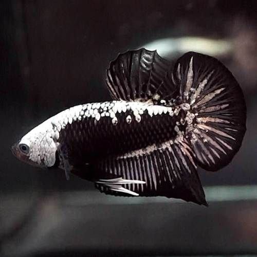 Betta Black Samurai