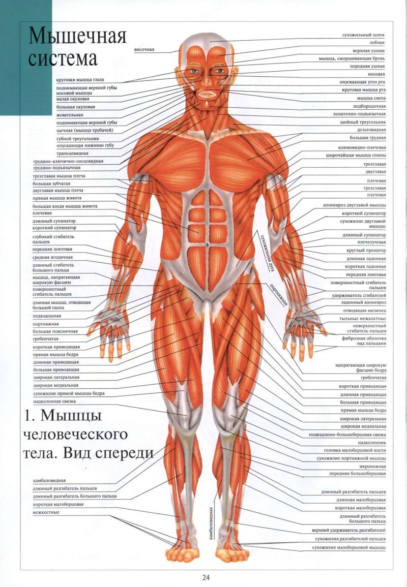 Мышечная система какие органы входят. Атлас мышечной системы человека анатомический. Мышцы человека схема. Мцшуы человека. Мышечнаяная система.