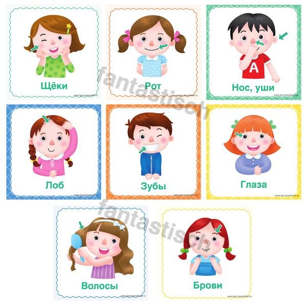 Карточки логопедические части лица