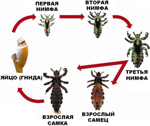Вши головные профилактика