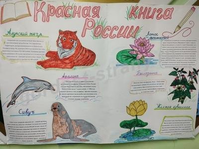 Красная книга глазами детей рисунки