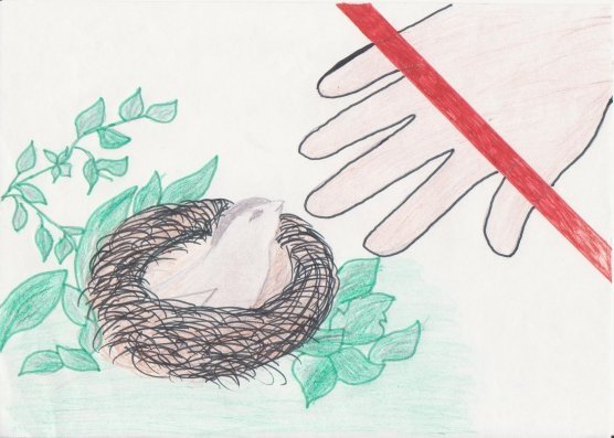 Легкий плакат на тему берегите животных (50 фото)