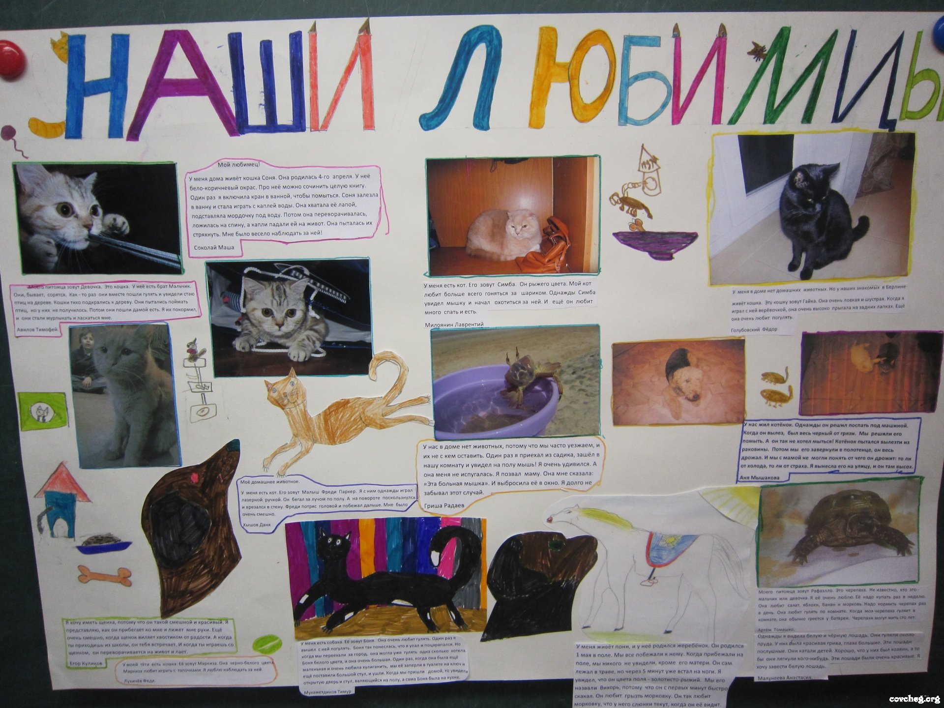 Проект про домашних животных 1 класс