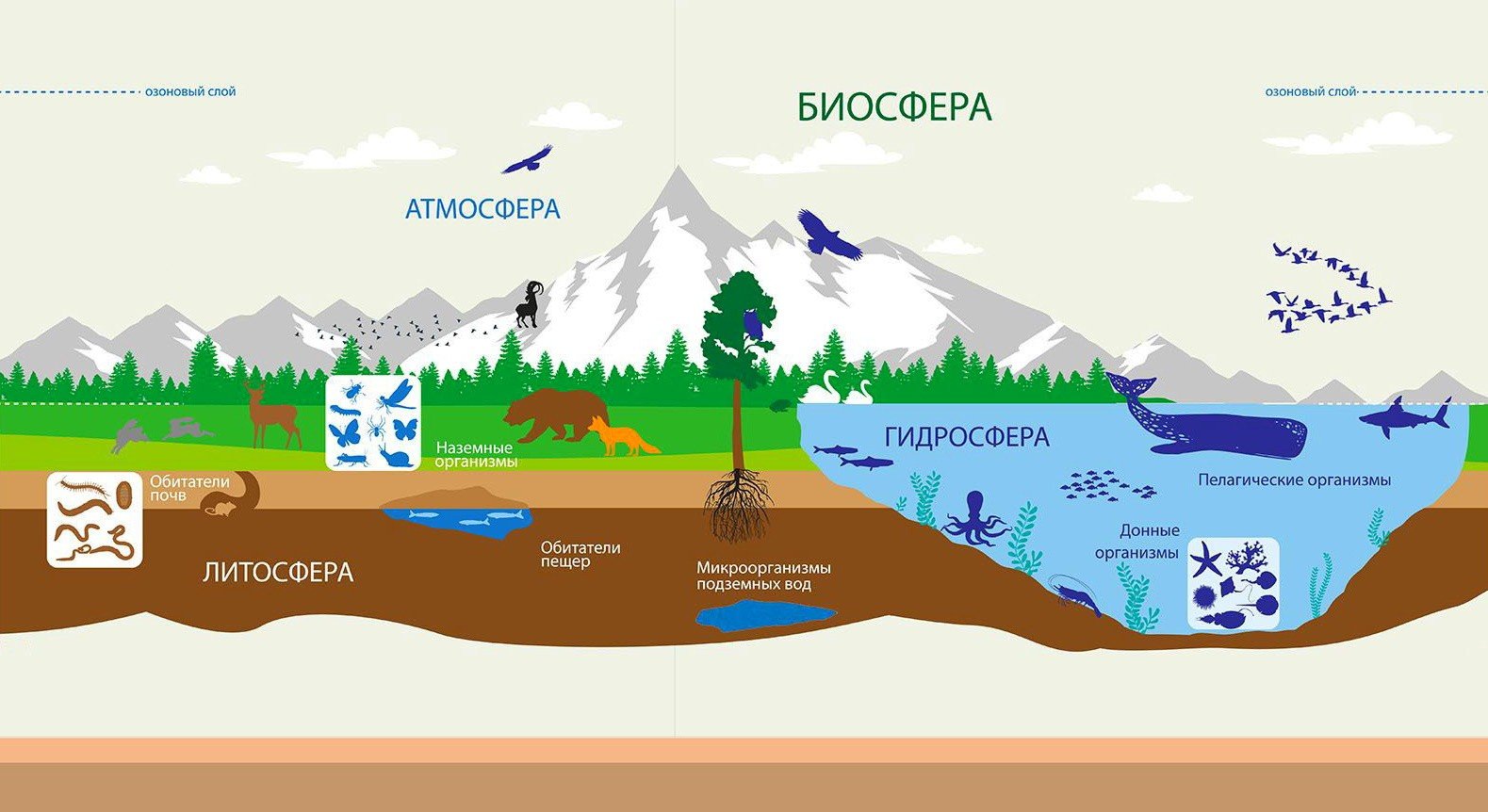 Схема биосферы атмосферы литосферы