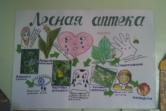 Плакат лекарственные растения