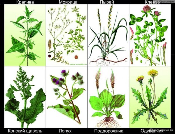 Лекарственные растения задания
