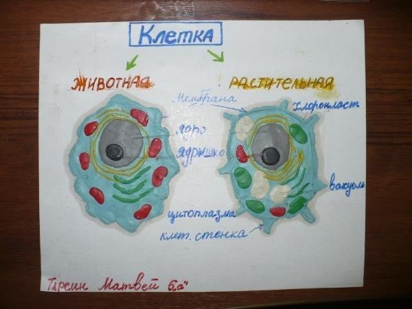 Неделя биологии в школе плакаты