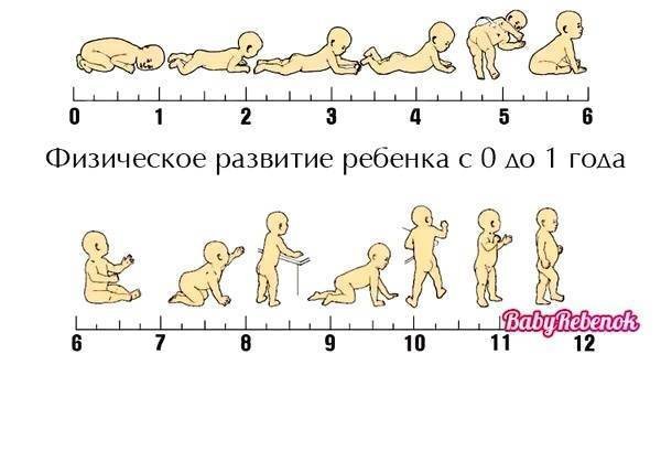 Стадии развития ребенка до 1 года