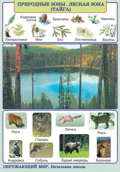 Растительность природной зоны Тайга