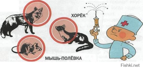 Памятка по профилактике бешенства для населения