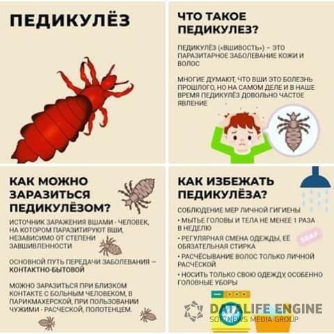 Меры профилактики педикулеза