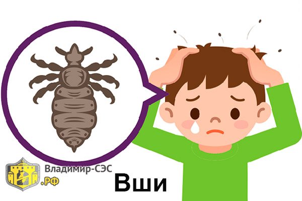 Что такое педикулез у детей с картинками