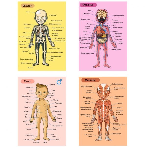 Органы человека для дошкольников