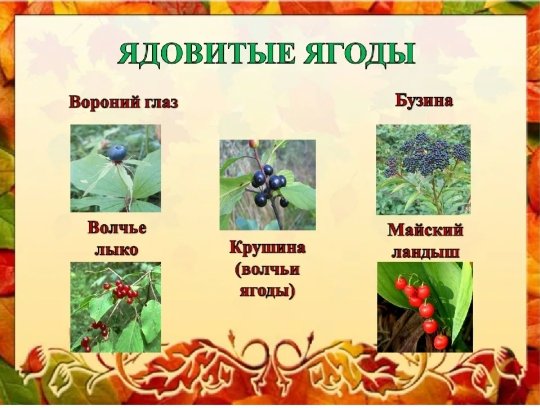 Отравление ядовитыми грибами и растениями памятка