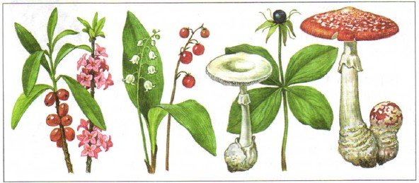 Ядовитые грибы растения и животные