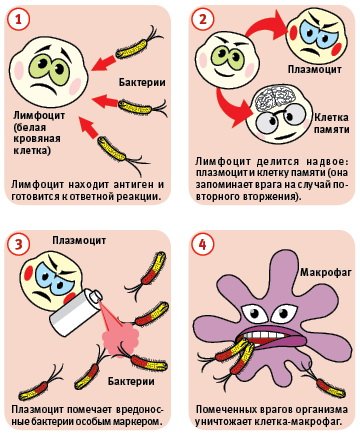 Как иммунитет борется с вирусами