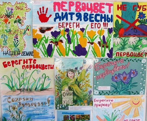 Плакат берегите первоцветы