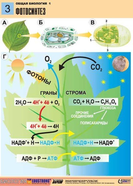 Схема фотосинтеза у растений