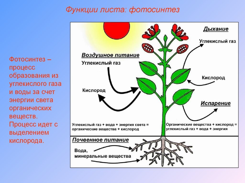 Тест по теме фотосинтез дыхание 6 класс. Фотосинтез схема. Фотосинтез растений. Фотосинтез органические вещества. Питание растений фотосинтез.