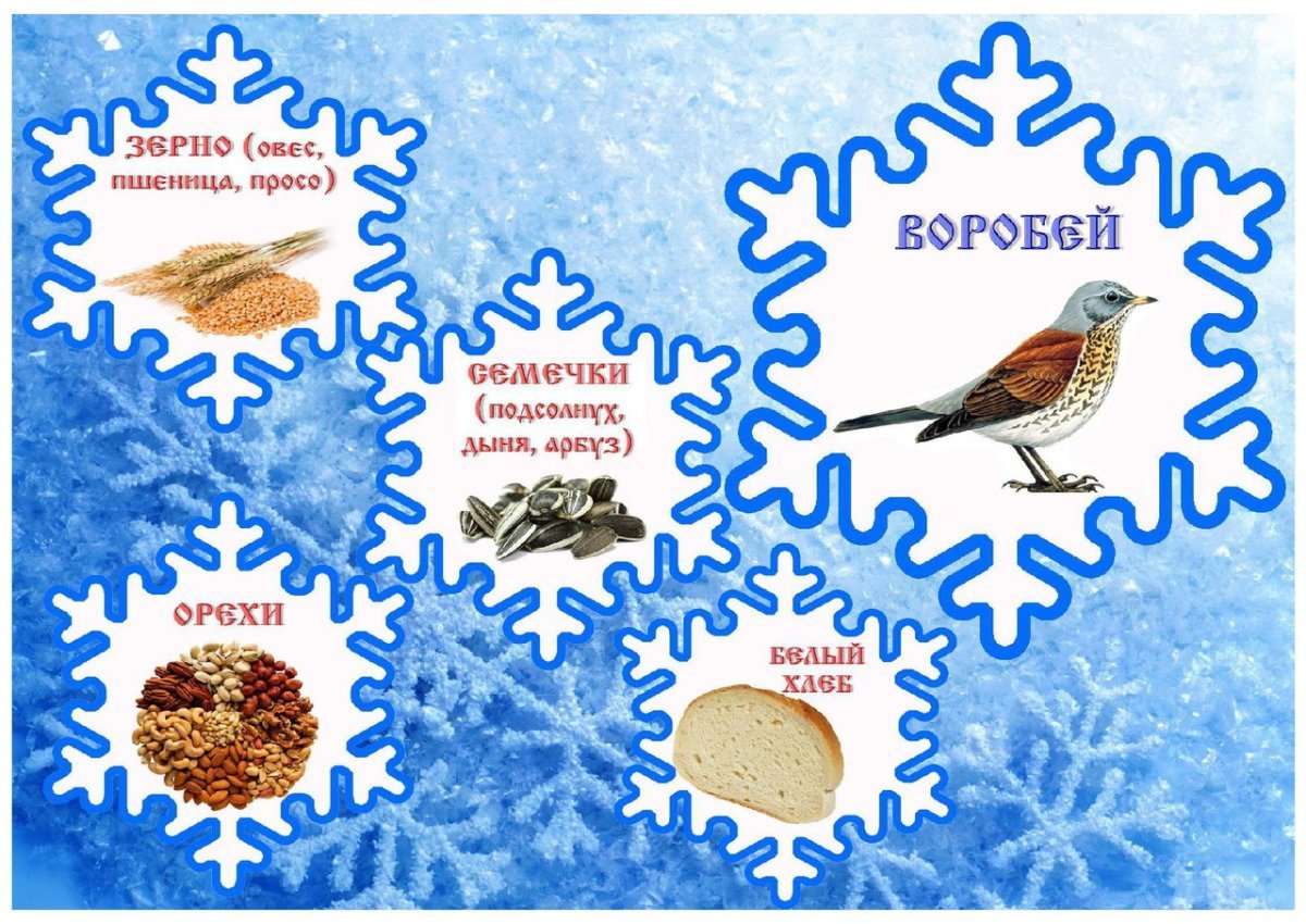 Карточки корм для зимующих птиц