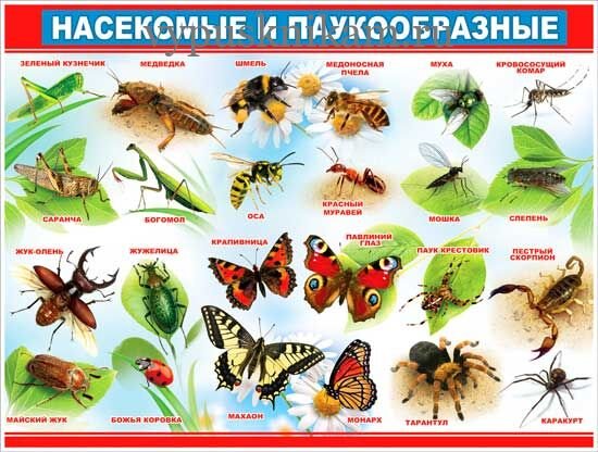 Насекомые для дошкольников