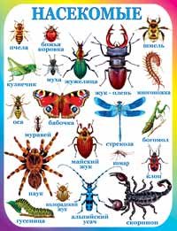 Тип членистоногих класс насекомые