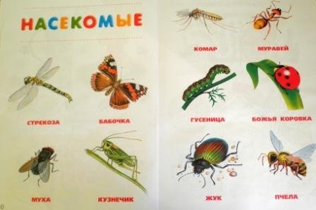 Особенности насекомых