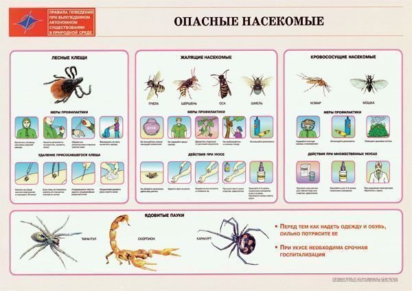 Тип Членистоногие класс насекомые 7 класс биология