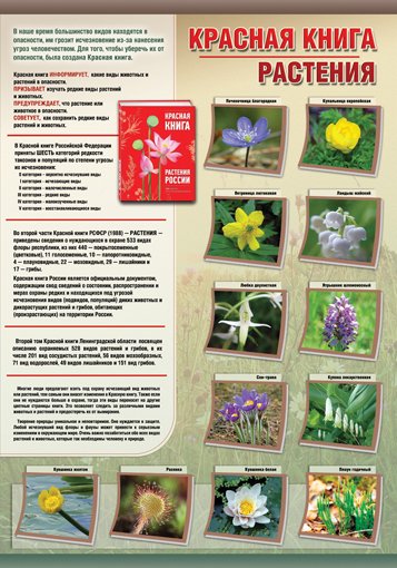 Растения красной книги стенд