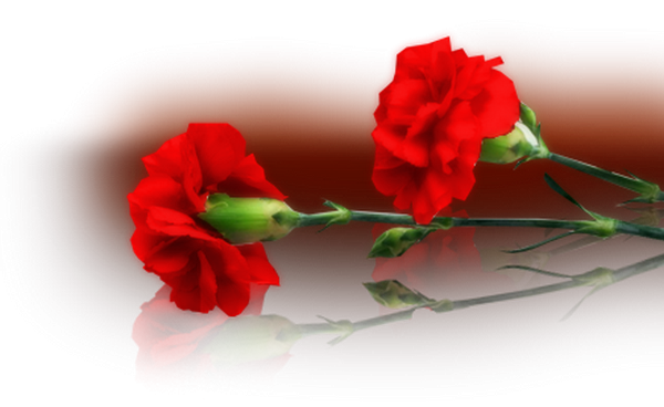 Светлая память гвоздики