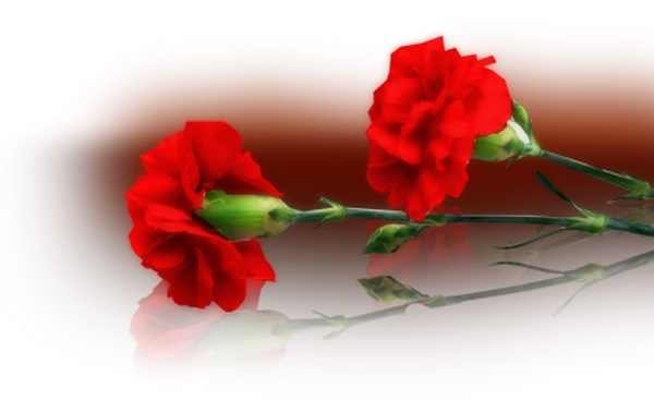 Гвоздики похоронные цветы