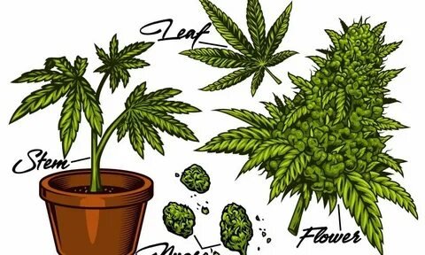 Стикер марихуаны (43 фото)