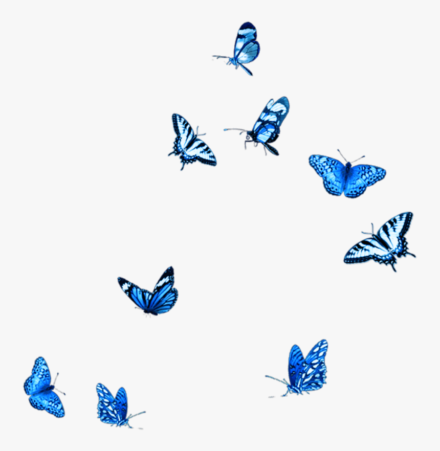 Фото синих бабочек на белом фоне