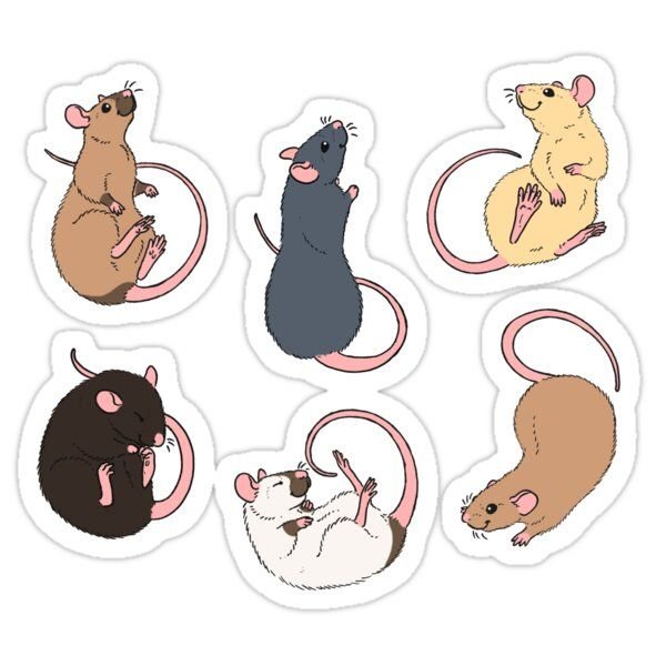 Стикеры с крыской